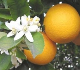 CdT_Maroc_Eau de Fleurs d'Oranger