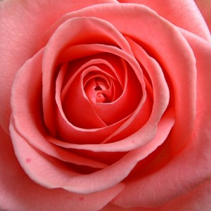 CdT_Maroc_Rose de Damas